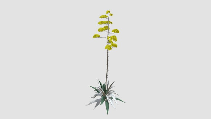 Agave ericana Plant 3D Model