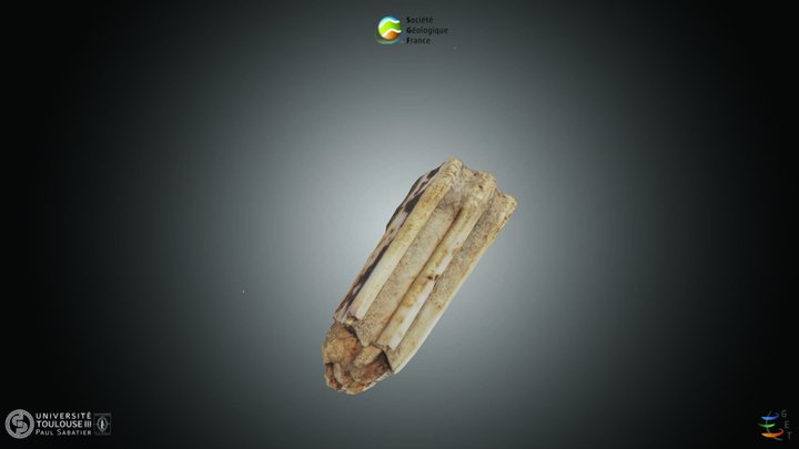 Mammifère - Molaire d'Equus – Kostenloses 3D-Modell STL