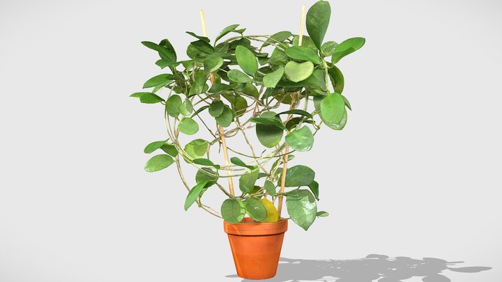 Hoya Australis – Modello 3D gratuito STL