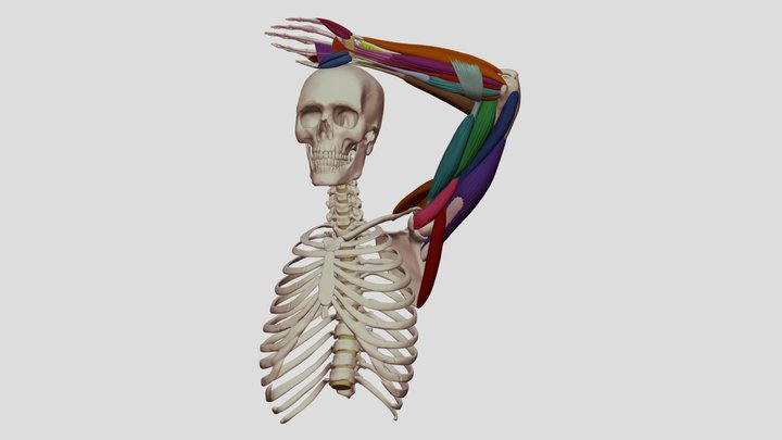 Hand Over Head Muscles 3D Model