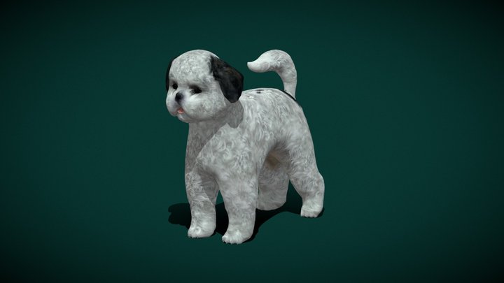 Bichon Frisé Dog Breed 3D Model