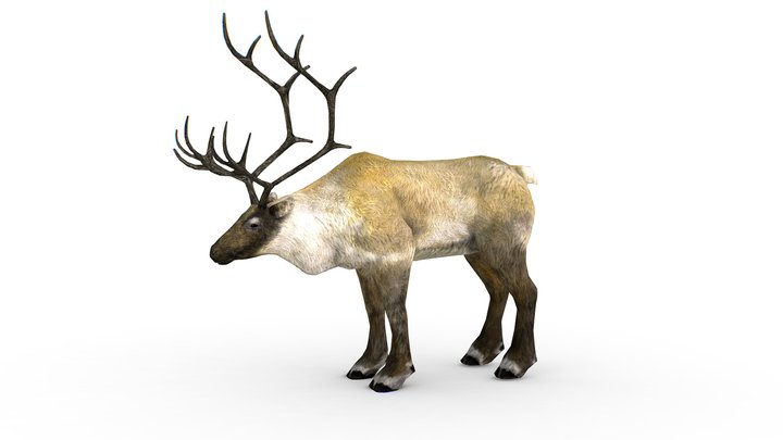 LowPoly Realistic Reindeer 3D Model