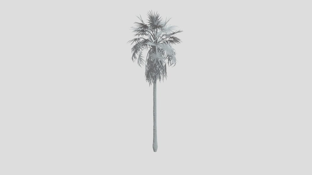 Caraday Palm Medium