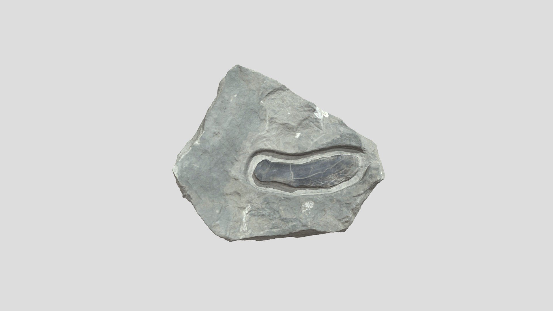 Fish Mandible - Download Free 3D model by UIPaleoRepository [05b3e0b ...