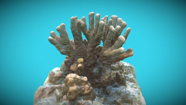 MAL Coral Columnar,Coral Garden, 201611 3D Model