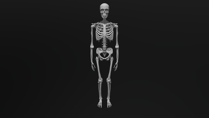 Rangka Anggota Gerak Atas Manusia – Gratis 3D-model STL