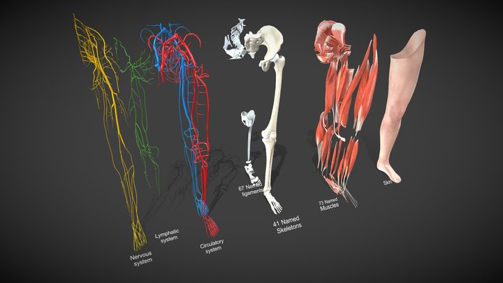 3D Complete Human Leg Anatomy 3D Model