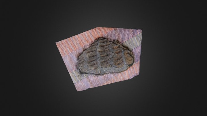 Patterned pottery shard 3D Model