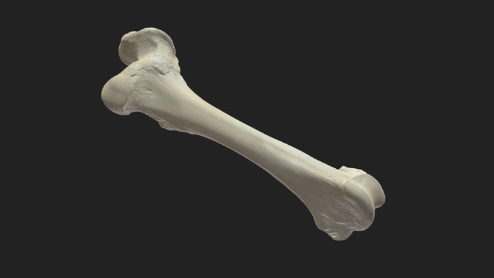 femur (os femoris) cow 3D Model