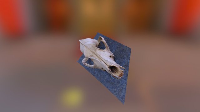 Coyote 3D Model