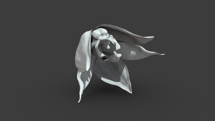 Embreea herrenhusana – Modello 3D gratuito STL