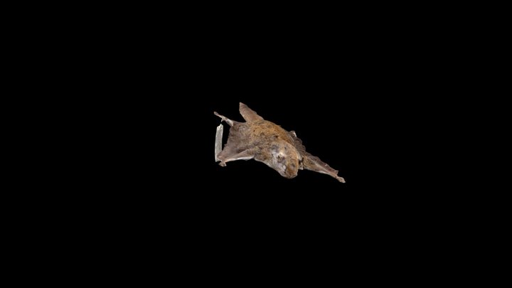 Squirrel_Skin 3D Model