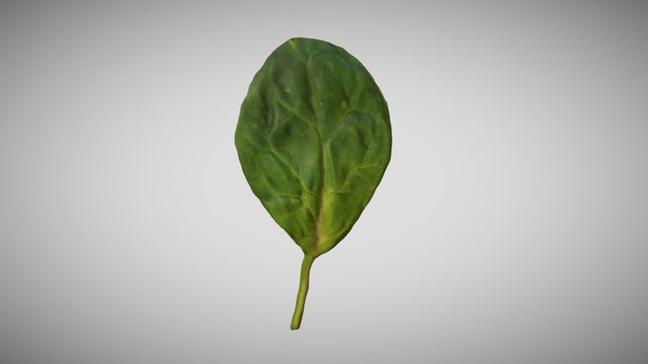 Baby Spinach Leaf 1 3D Scan Photogrammetry 3D Model