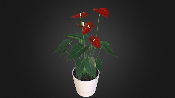 Laceleaf (pot plant) 3D Model