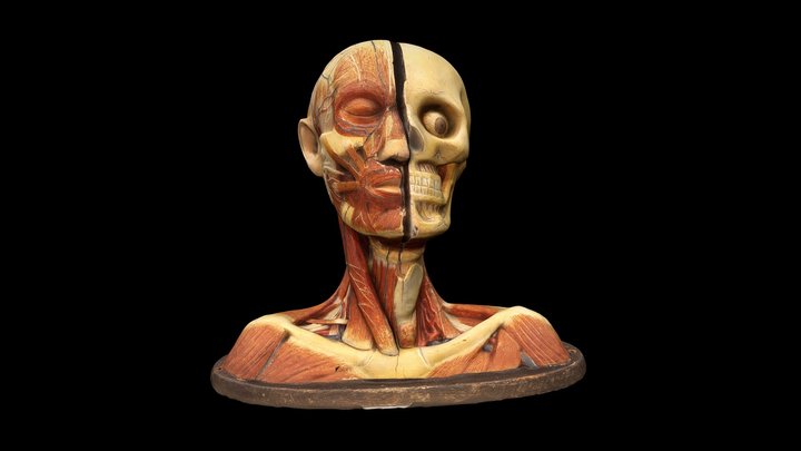 Anatomical Model of Human Head 3D Model