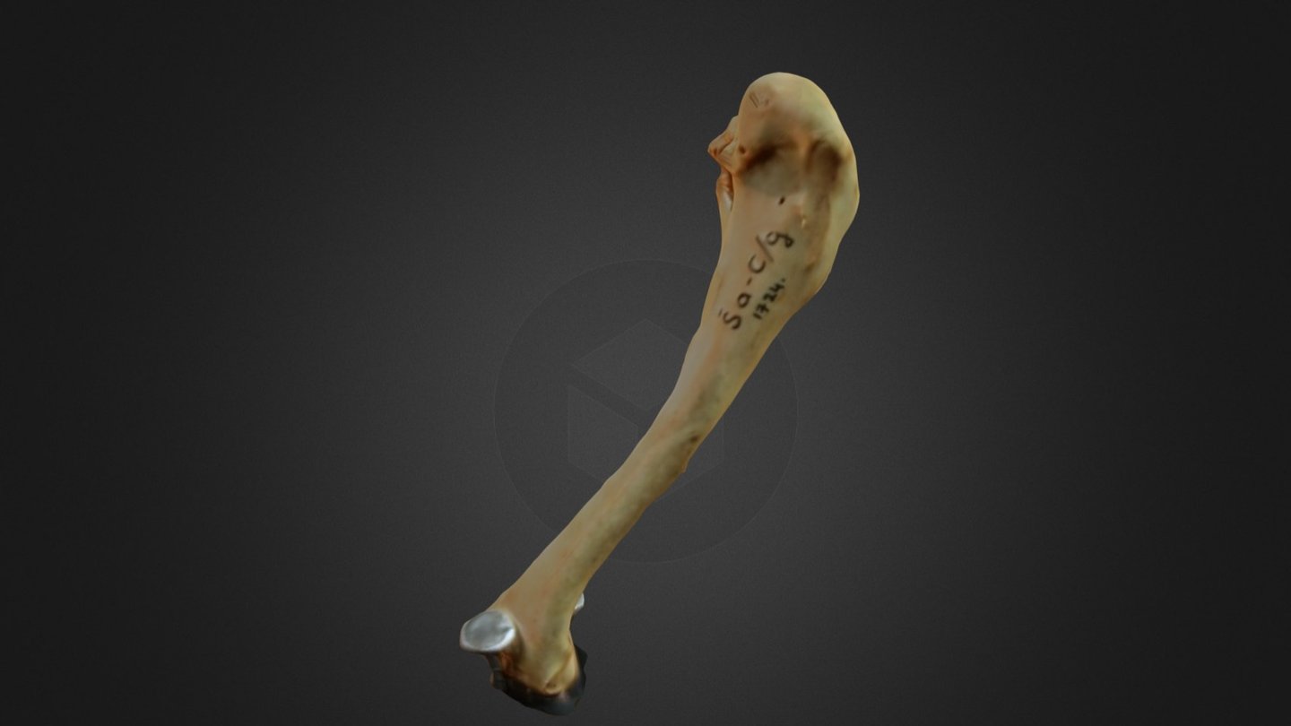 Humerus Tetrijeba (sken: J. Mihaljevic) - 3d Model By Hazu [05f2cb3 