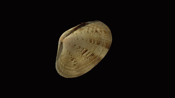 Ruditapes philippinarum 3D Model