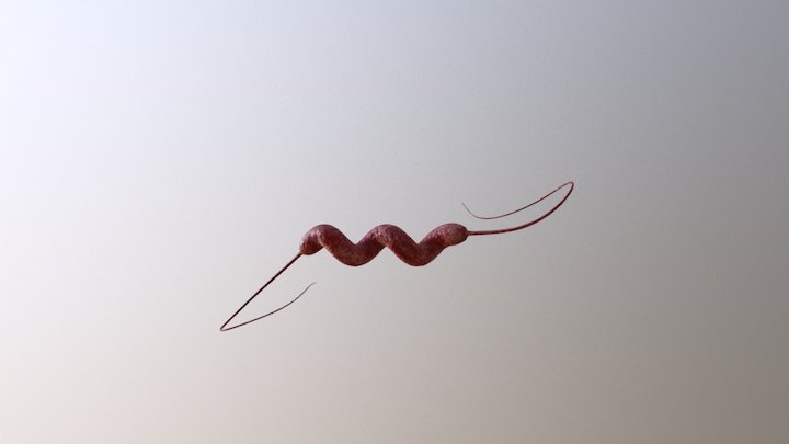 Campylobacter Jejuni 3D Model