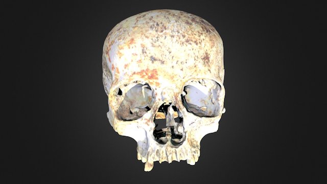 Ava's Skull 3D Model