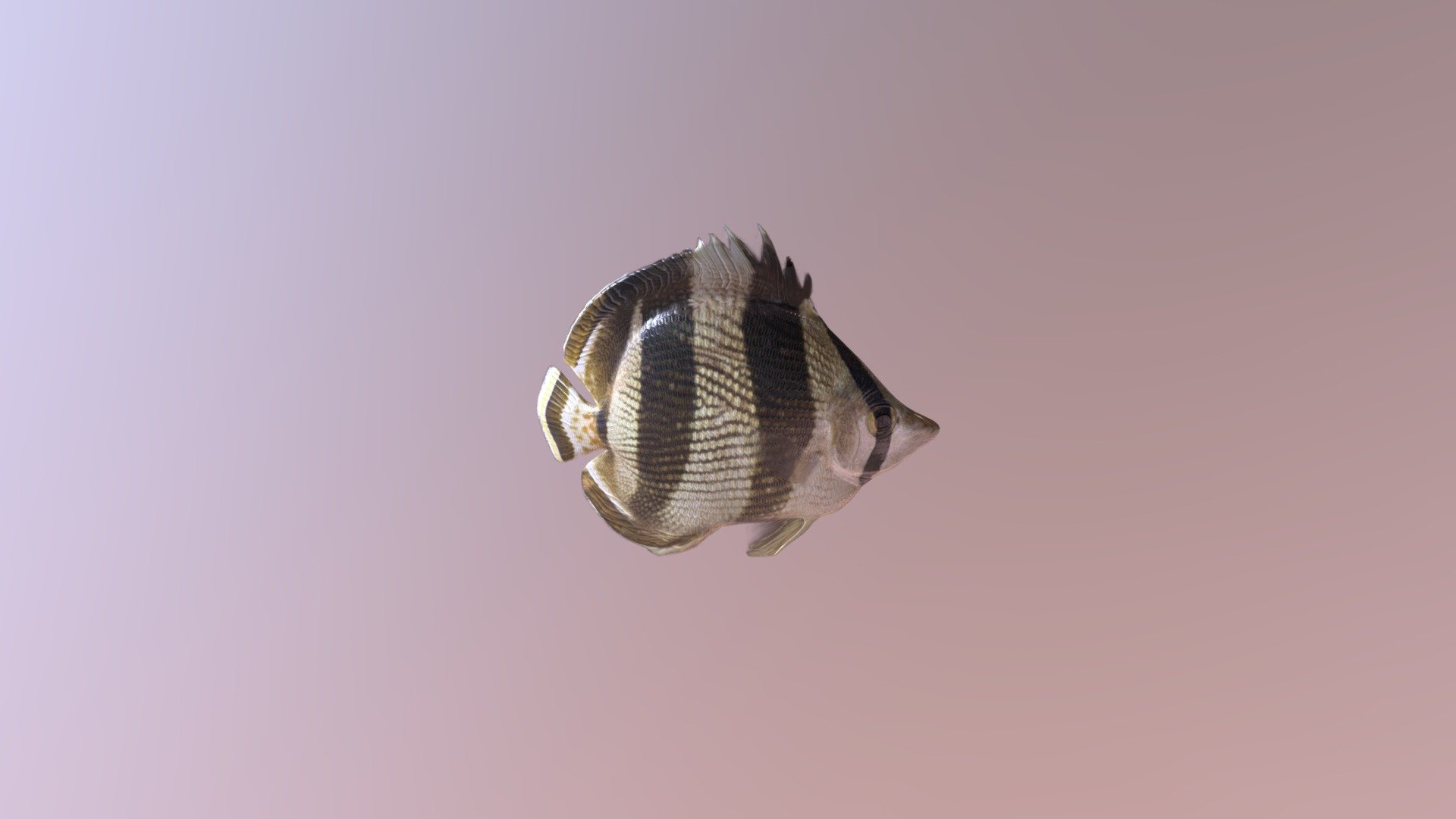 Chaetodon -striatus