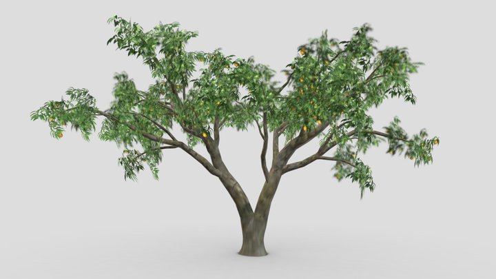 Orange Tree- S04 3D Model