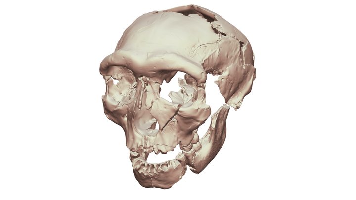 HLD-6 Hualongdong Skull Reconstruction 3D Model