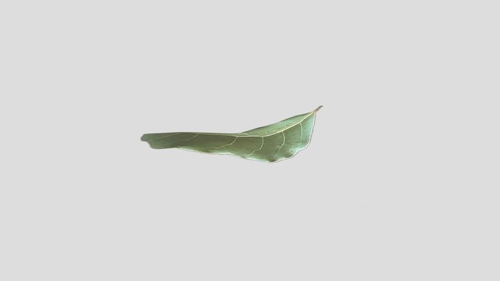 Foglia di alloro 3 3D Model