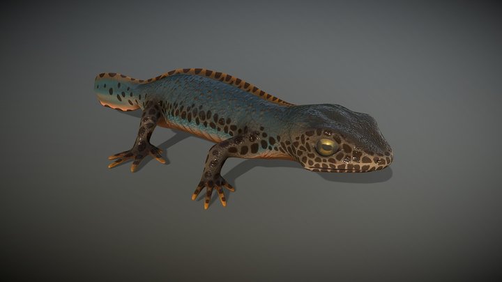 Alpine Newt 3D Model