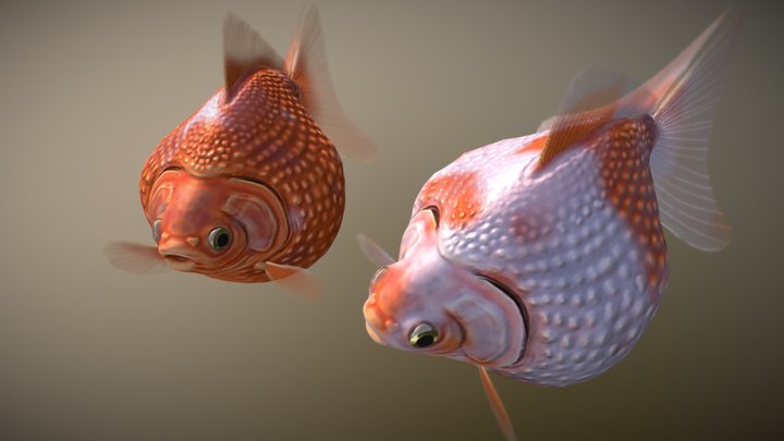 Pearlscale goldfish 3D Model