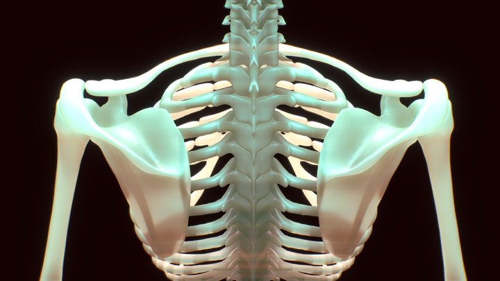 Skeletal System Basemesh 2016 3D Model