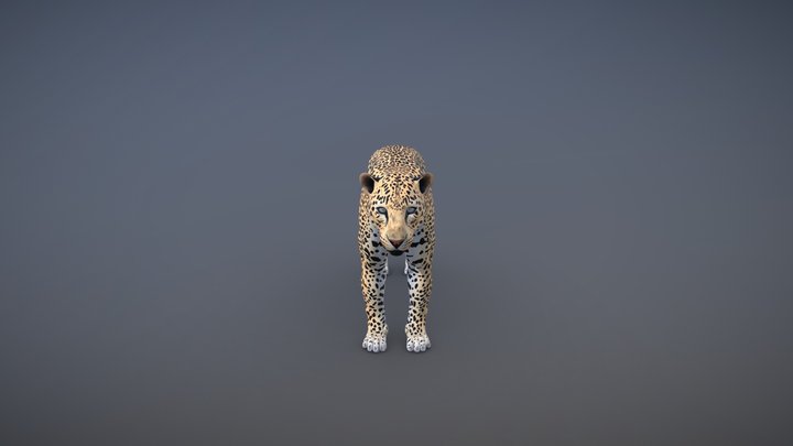 Leopard 3D models - Sketchfab
