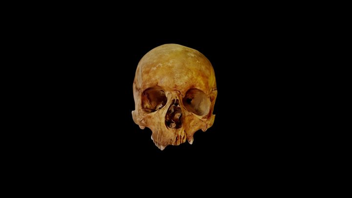 Skull photogrammetry 3D Model