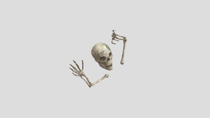 Skeleton head and arms 3D Model