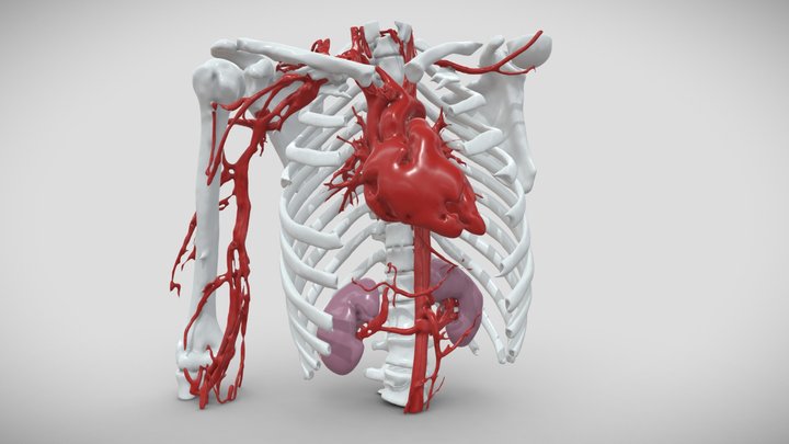 3D Human Thorax: Blood volume, skeleton, kidneys – Modello 3D gratuito STL