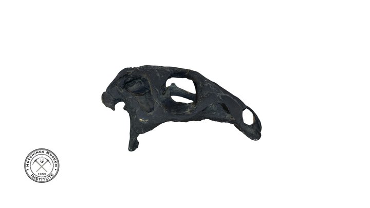 Camptosaurus Skull 3D Model