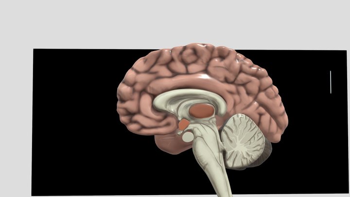 Human Brain ^_^ 3D Model