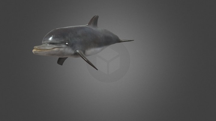 Space Dolphin 3D Model