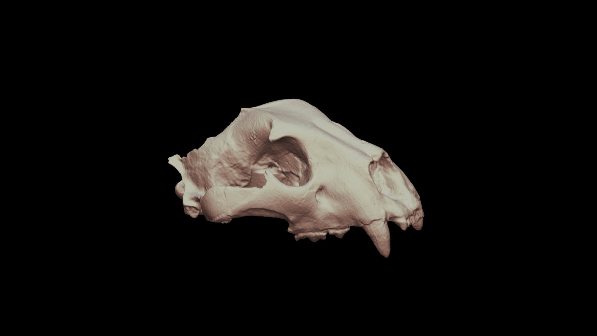Panthera onca palustris (10-3)