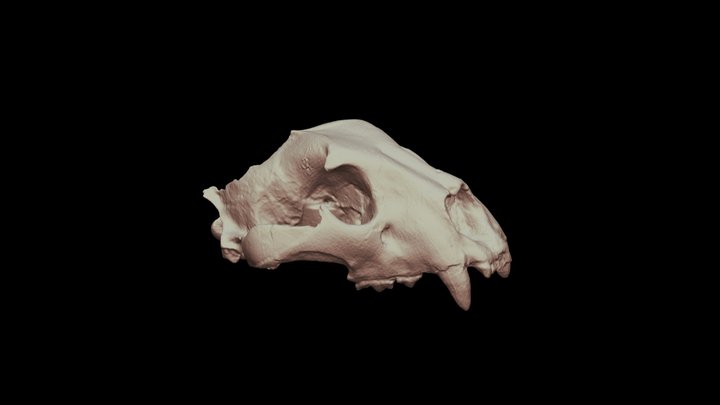 Panthera onca palustris (10-3) 3D Model