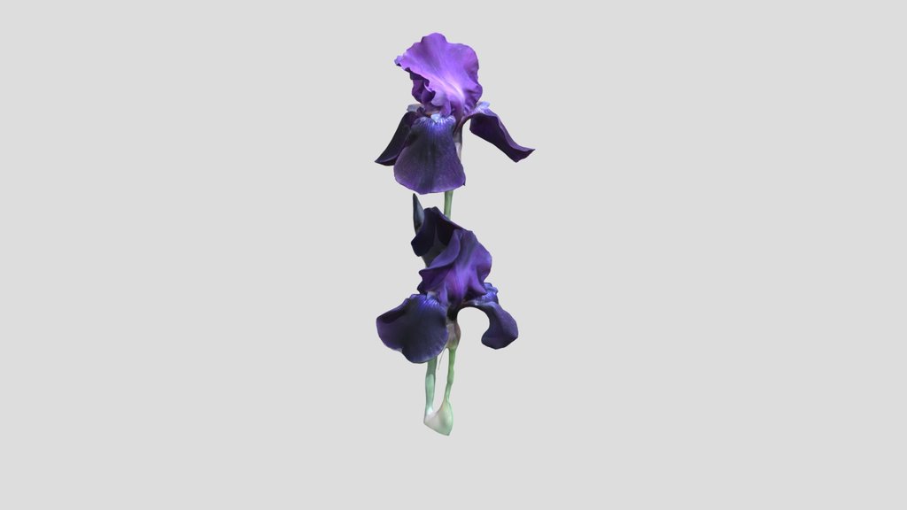 Bearded Iris II Kiri