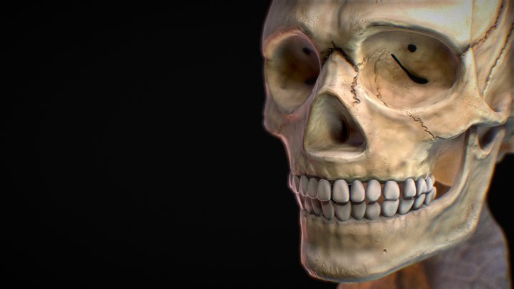 Cranial Study 3D Model