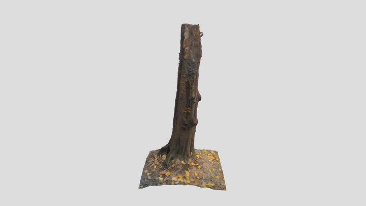 Temperate tree 3D Model
