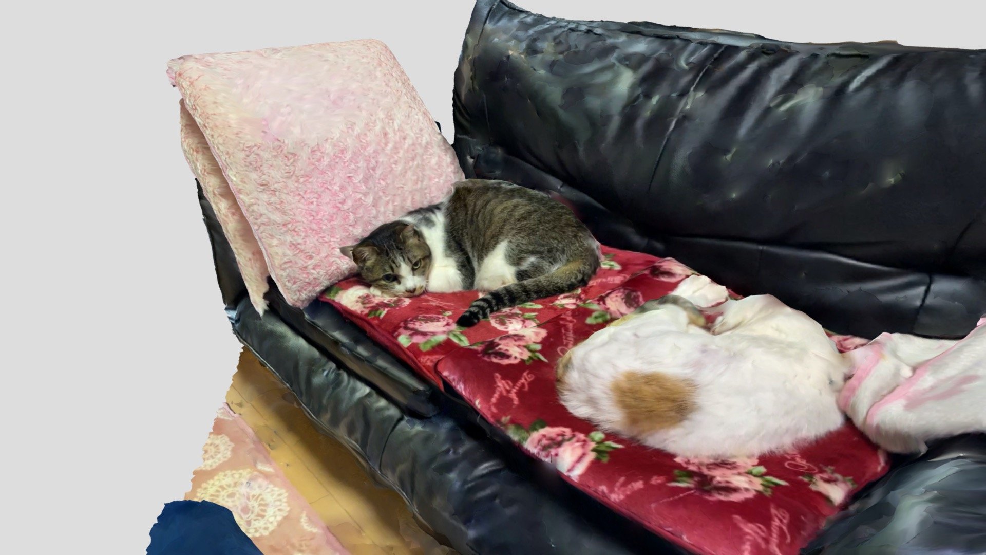 猫
