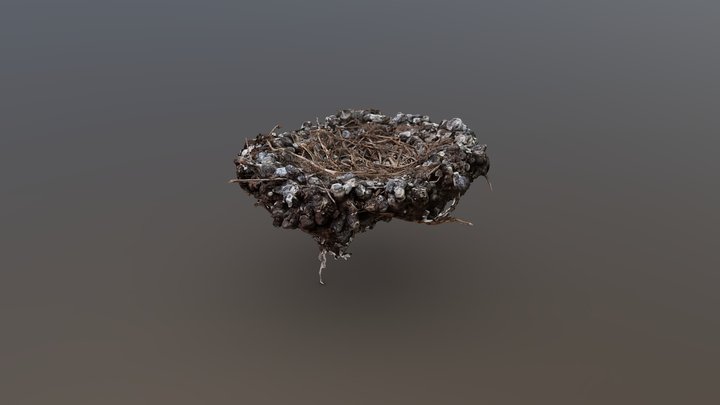 Feral-Pigeon Nest 3D Model