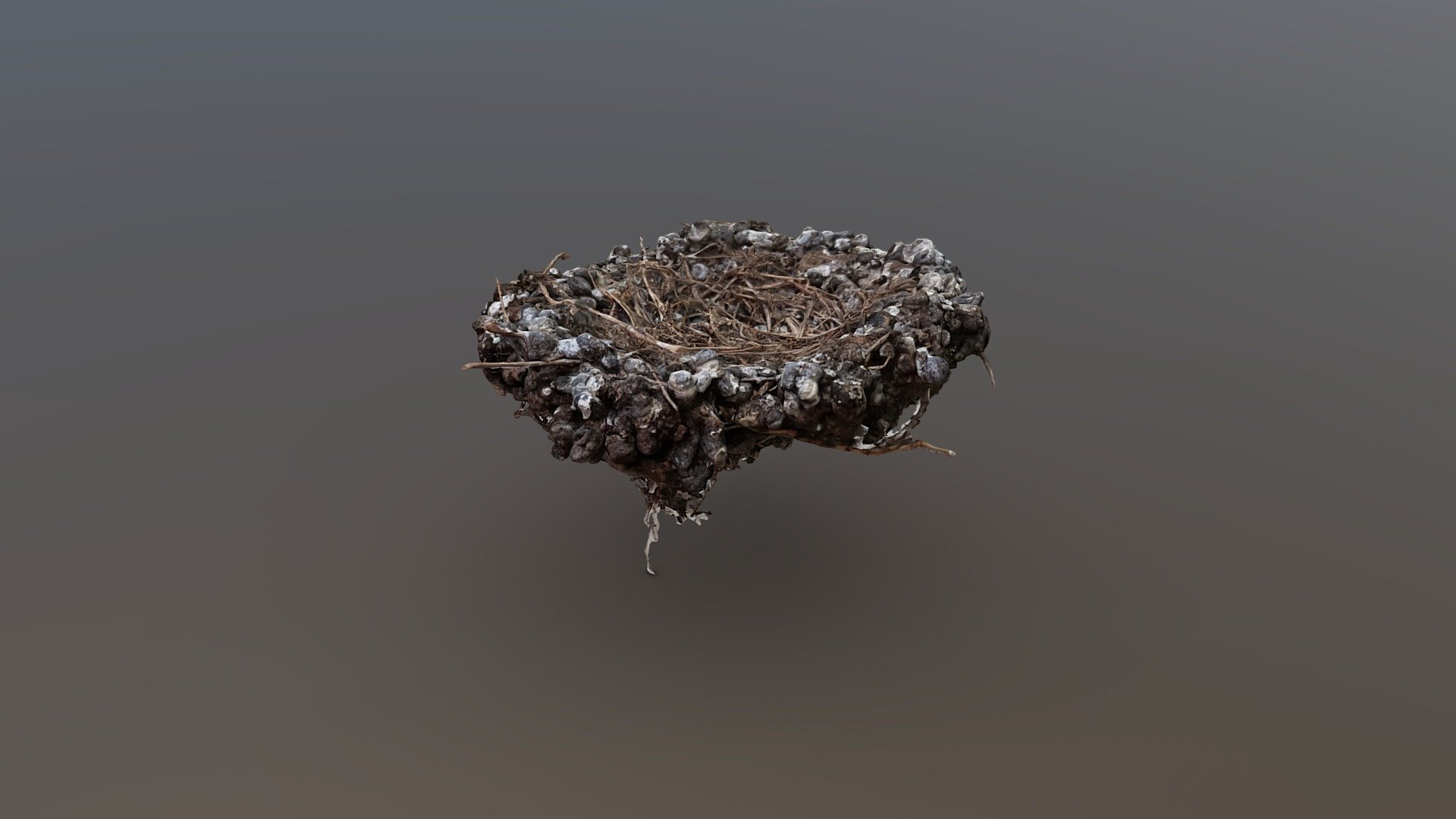 Feral-Pigeon Nest