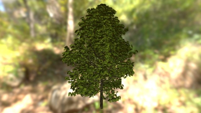 Tree 3D Model