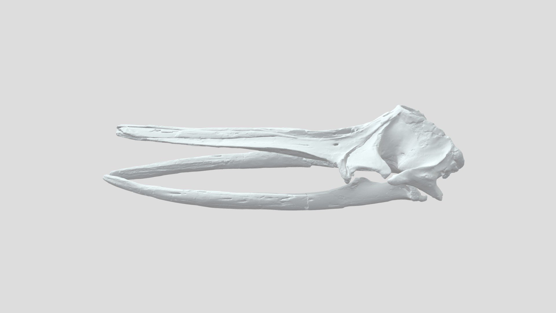 ピスコバラエナ頭骨 -Piscobalaena Skull- - 3D model by