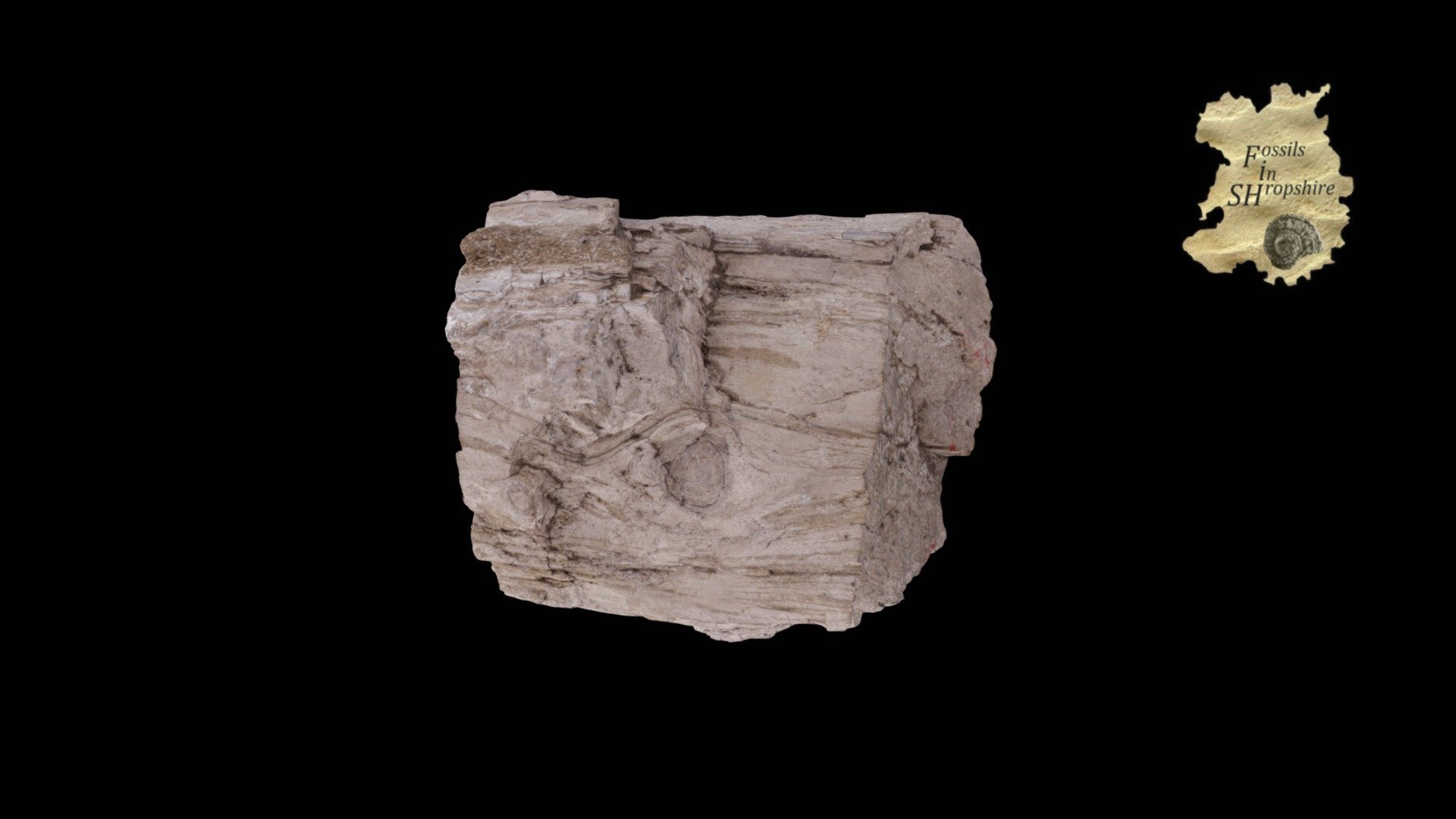 Fossilised wood