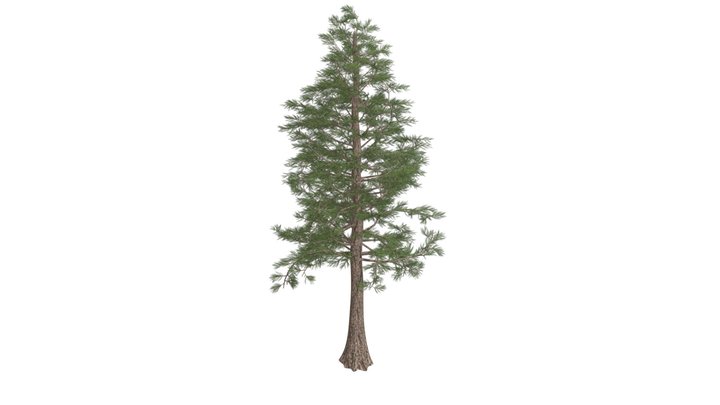Western Red Cedar Tree #09 3D Model