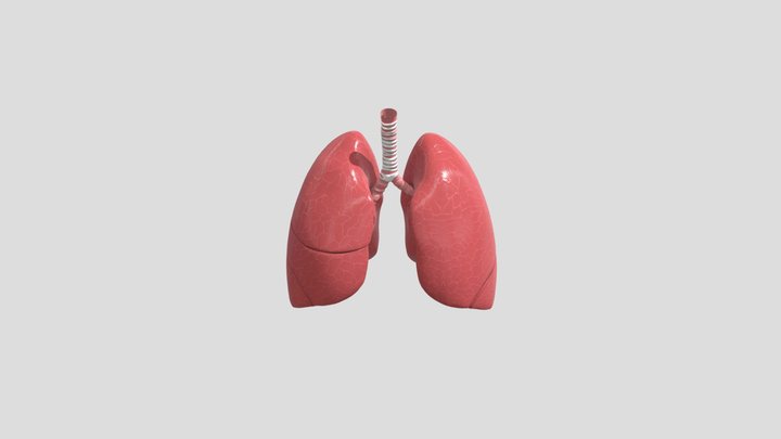 Deepak Kumar_Lungs 3D Model